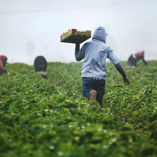 A farmer standing in a planted field
