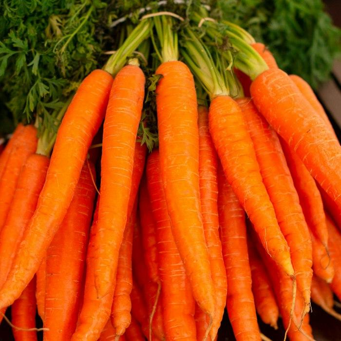 Freshly lifted root vegetables in a field bed