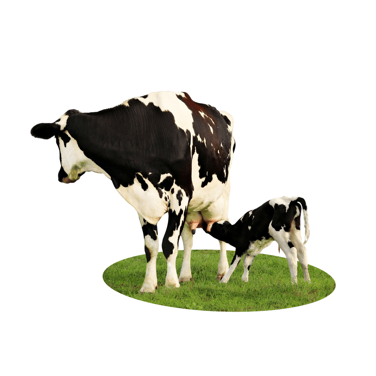 FRIESIAN SECOND CALVER HIGH MILK YIELD