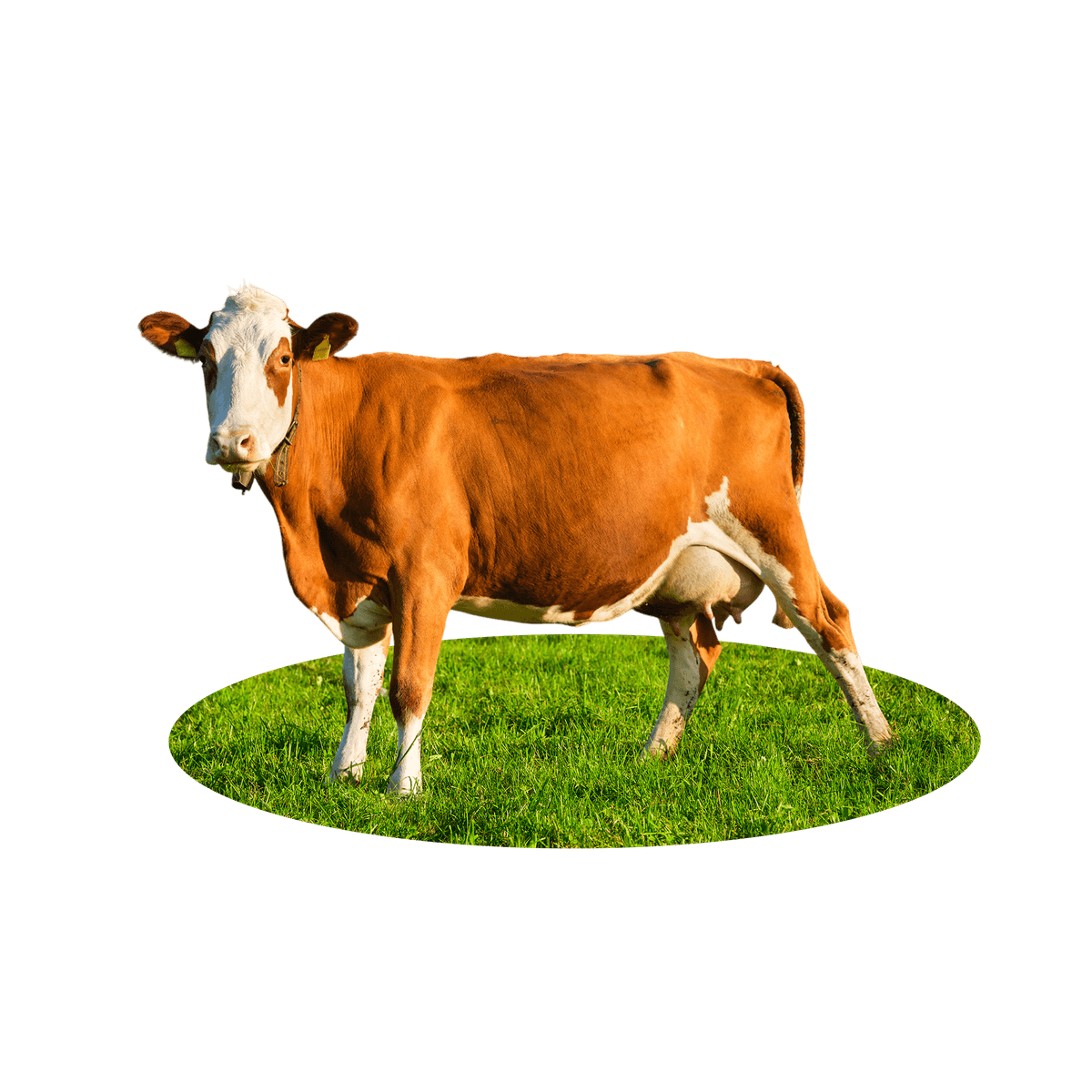 FRIESIAN HEIFER IN-CALF 8 MONTHS