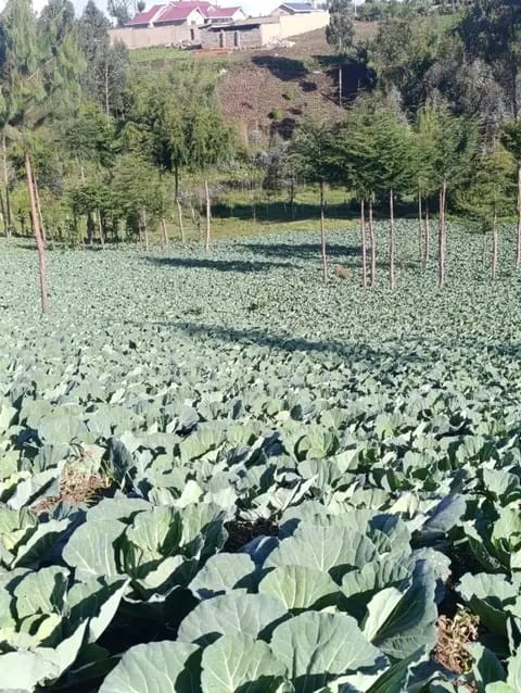 5 ACRES LAND FOR SALE – GITHABAI (FREEHOLD TITLE DEED) - View 1