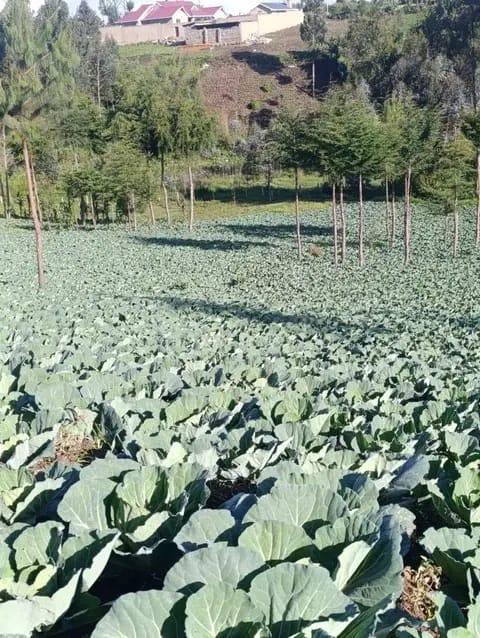 5 ACRES LAND FOR SALE – GITHABAI (FREEHOLD TITLE DEED) - View 1