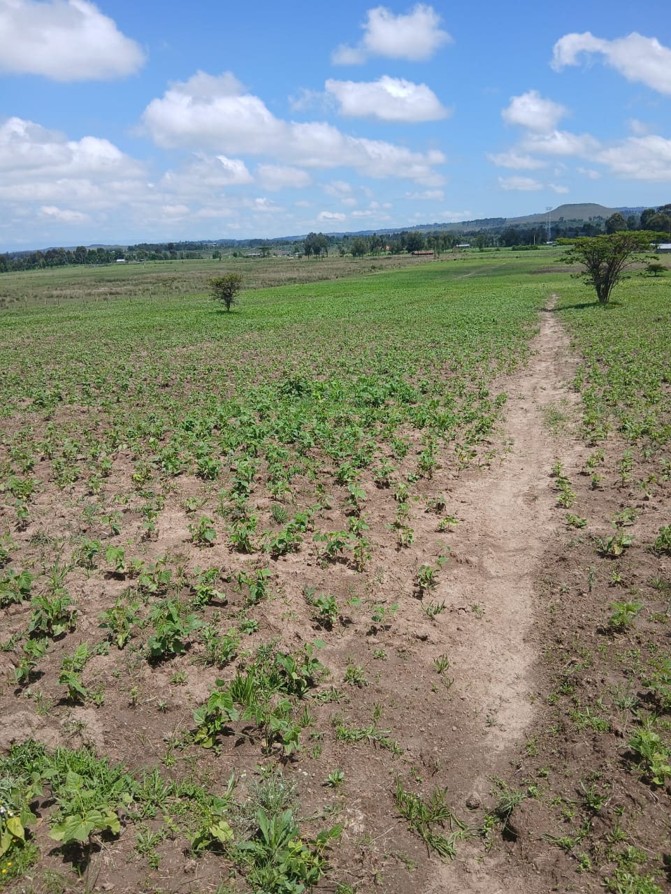 2 ACRES PRIME PLOT FOR SALE – MAGUMU (KENYATTA ROAD CENTER, FRONTING MAGUMU–NJABINI ROAD) - View 1