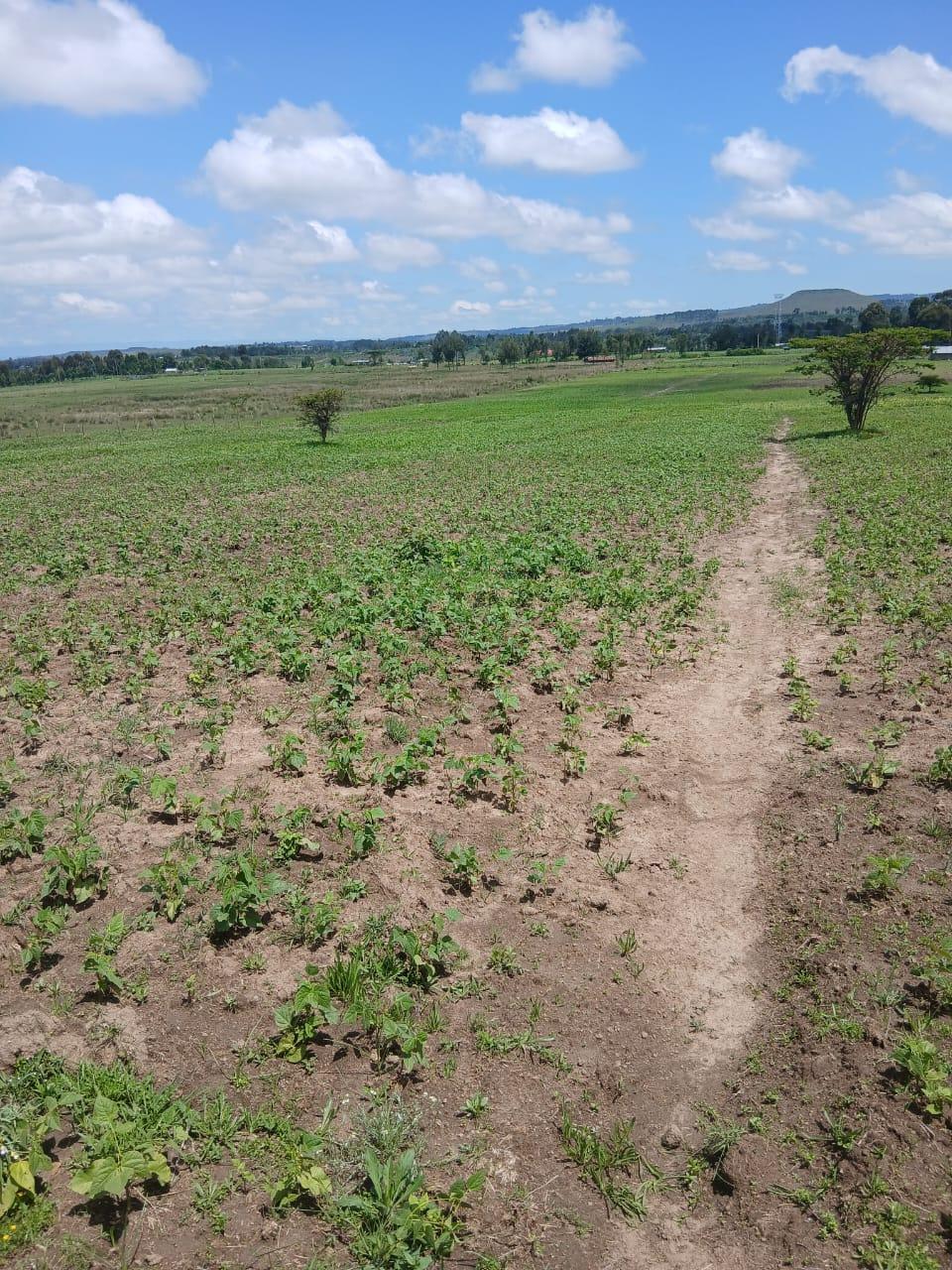 2 ACRES PRIME PLOT FOR SALE – MAGUMU (KENYATTA ROAD CENTER, FRONTING MAGUMU–NJABINI ROAD) - View 1