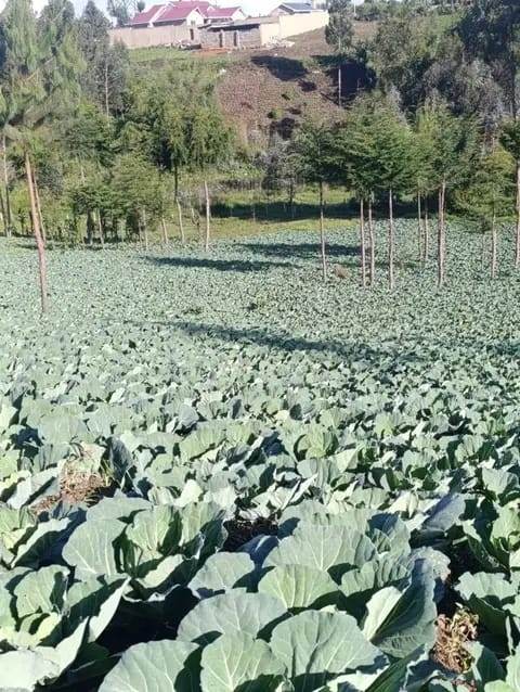 5 ACRES LAND FOR SALE – GITHABAI (FREEHOLD TITLE DEED)
