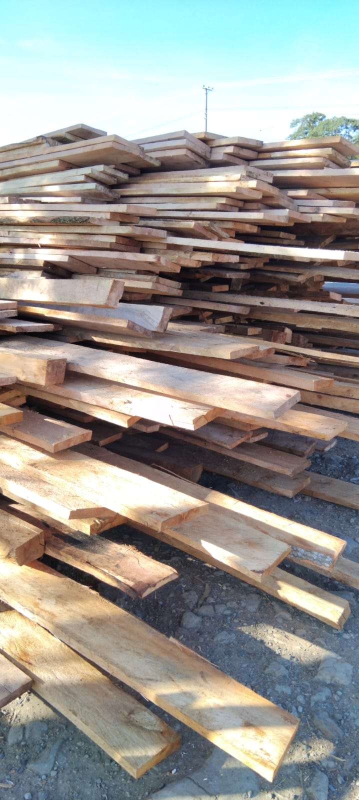 Gravellia Timber