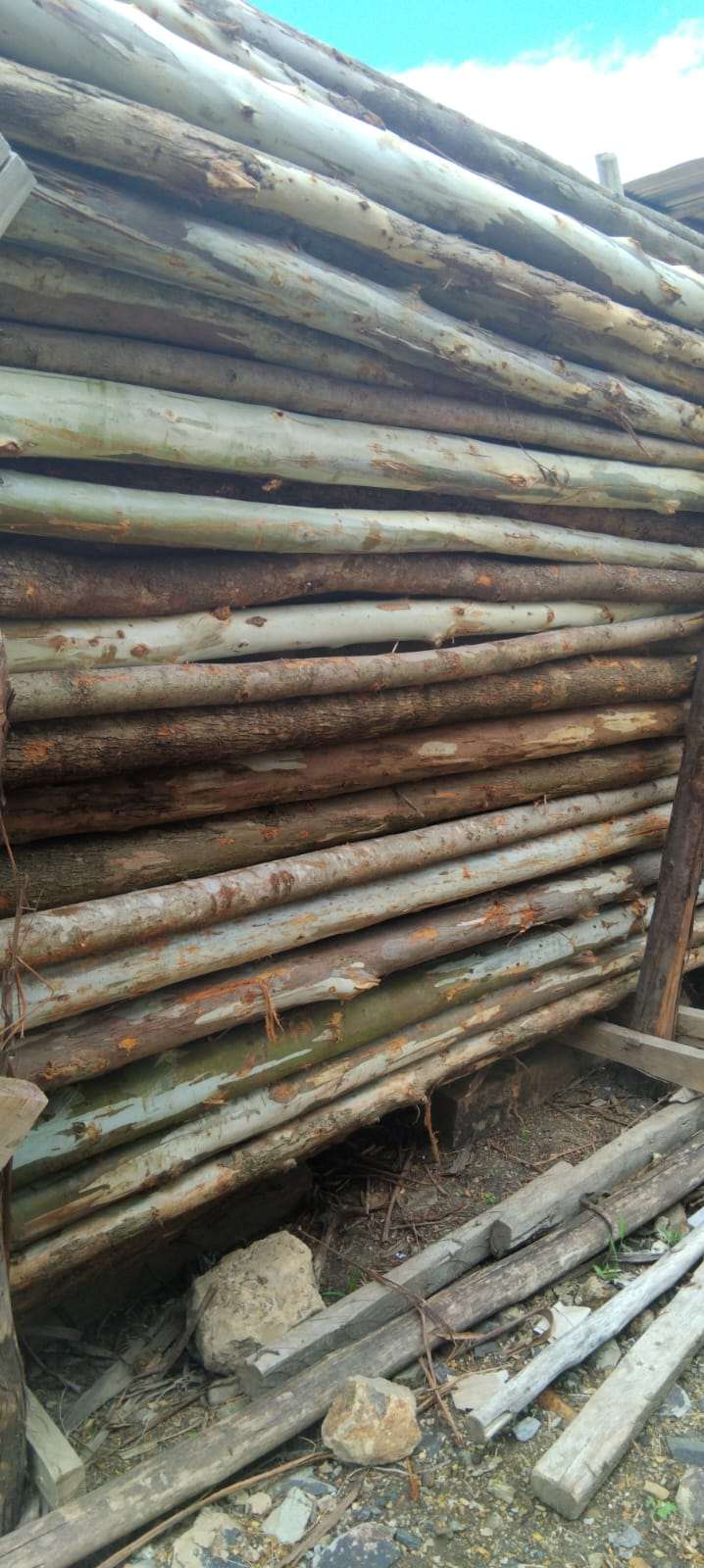 Gum Poles
