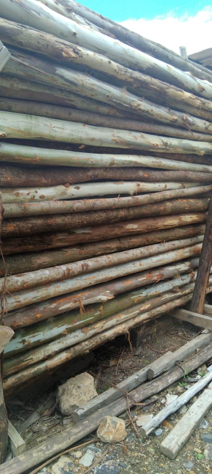 Gum Poles