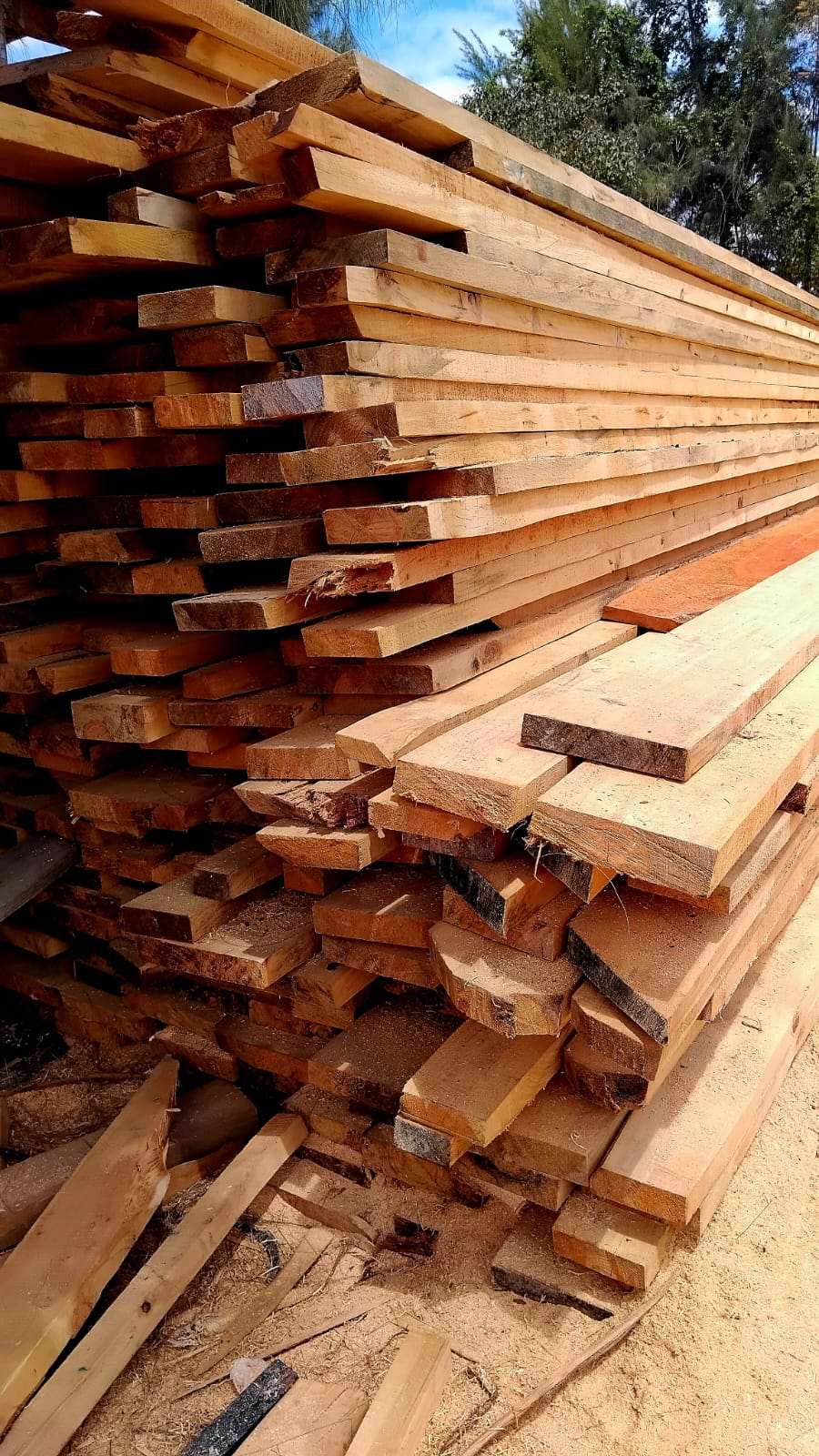 Pine Timber