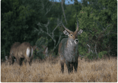 Nanyuki safari tour