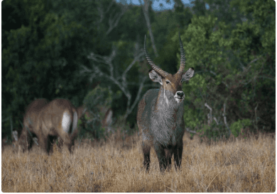 Nanyuki safari tour