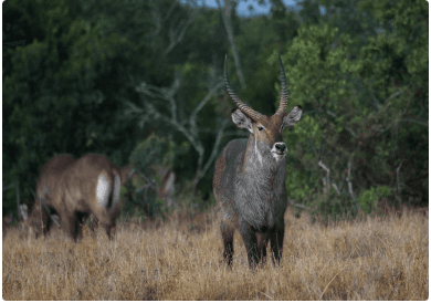 Nanyuki safari tour