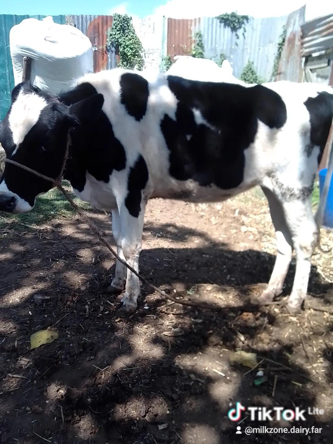 Frisian bulling heifer