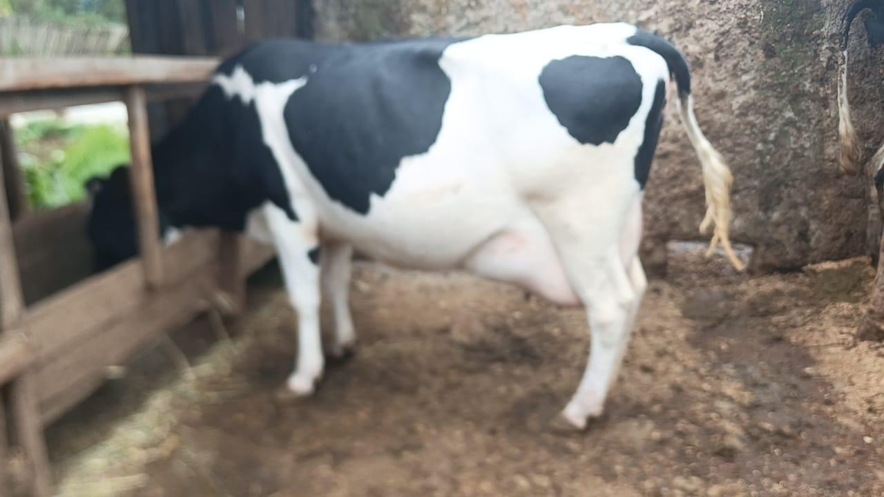 Frisian dairy cow