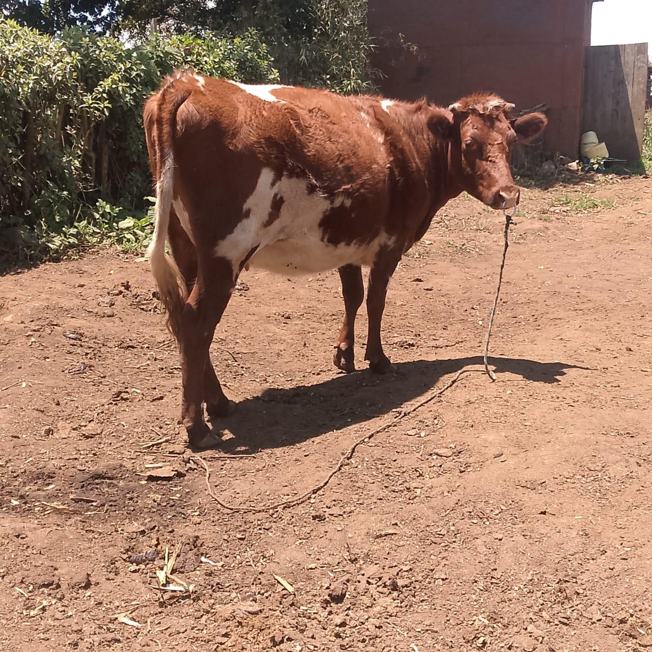 Asha heifer cow