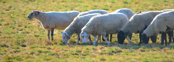 Sheep (Lambs & Mutton)